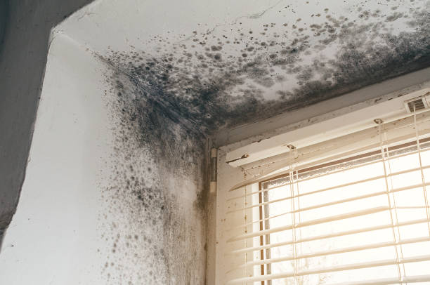 Affordable Attic Mold Remediation solutions in Berkeley Heights, NJ